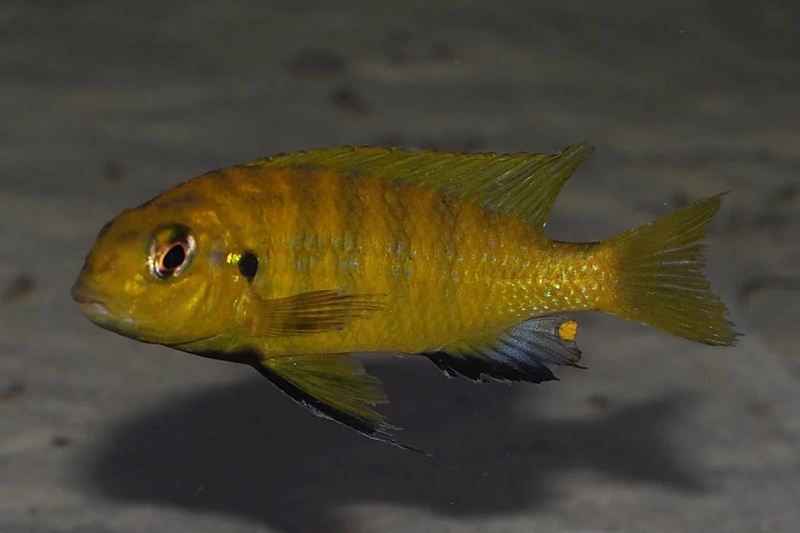 Tropheops sp. 'olive' Lupingu